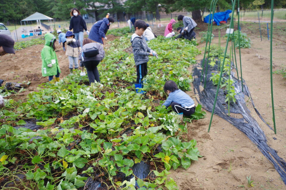 【満員御礼】要予約　こどもの国収穫祭　イモ掘り