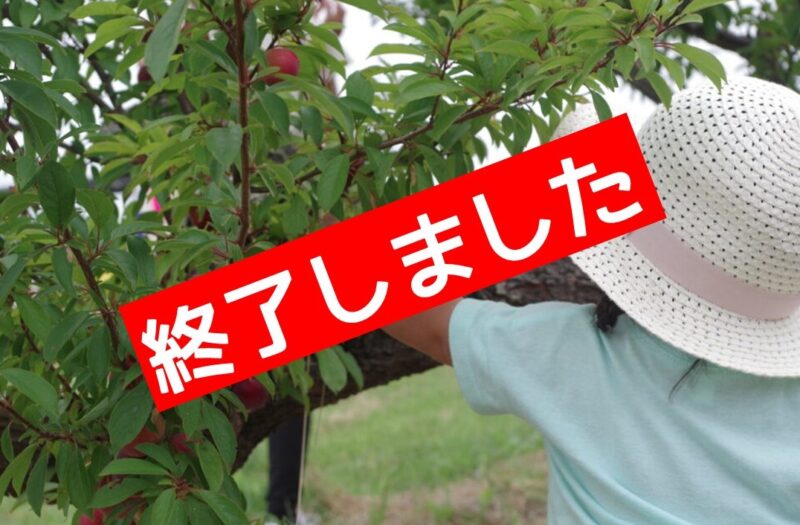 【終了しました】令和７年度のプラム狩り体験について(平日のみ開催)