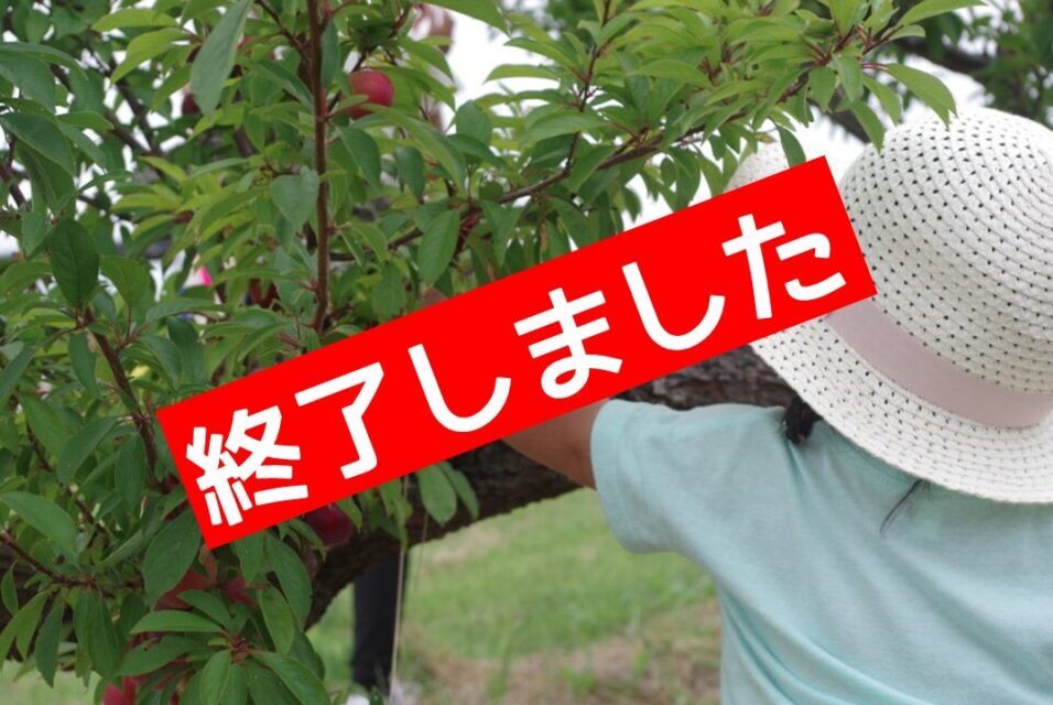 【終了しました】令和7年度のプラム狩り体験について(平日のみ開催)