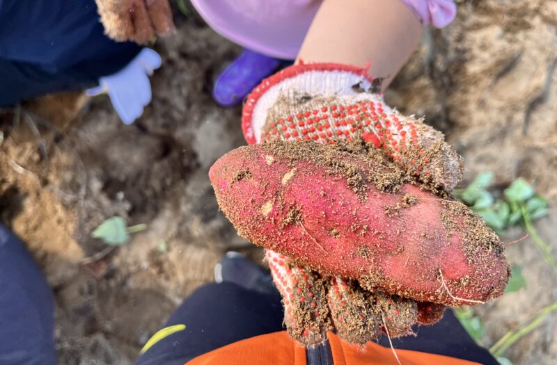 【幼稚園・保育園向け】令和８年度イモ掘りの団体利用者募集について