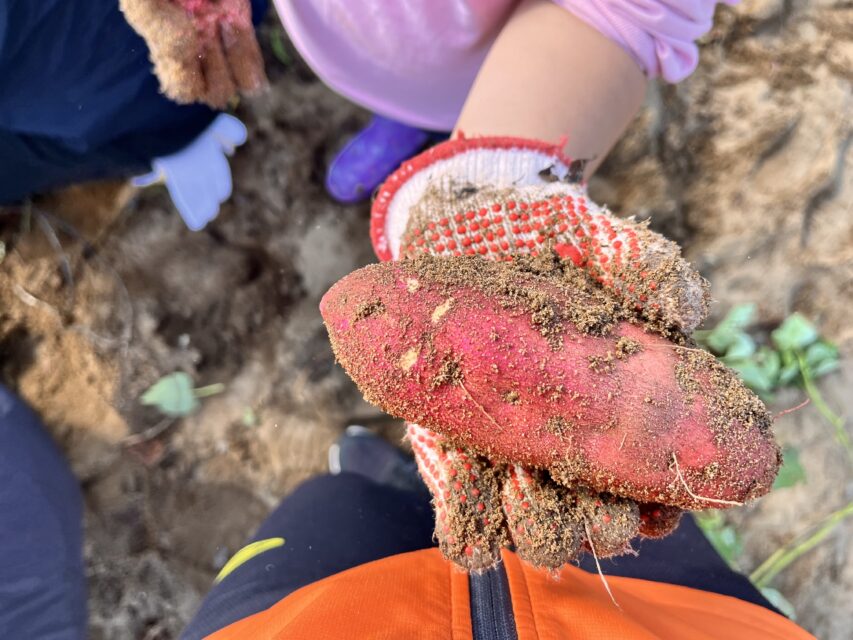 【幼稚園・保育園向け】令和８年度イモ掘りの団体利用者募集について