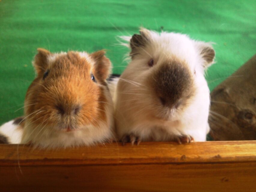 ふれあい移動動物園！！